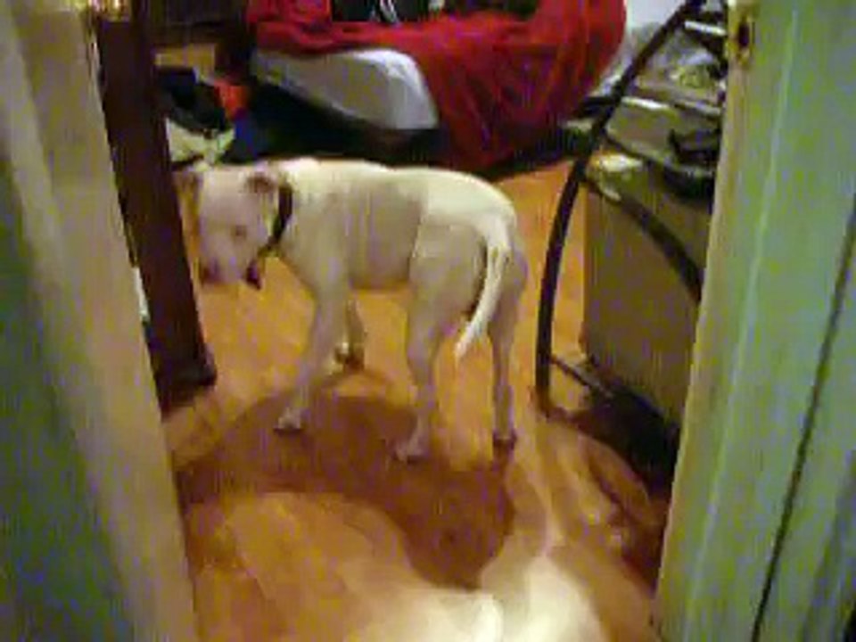 This dog hates farts sound! So don't fart next to the dog!