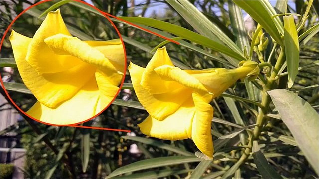 Samsung Galaxy Core 2 Duos Full Review