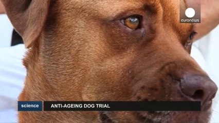 Ciencia antiedad para perros: Rapamicina