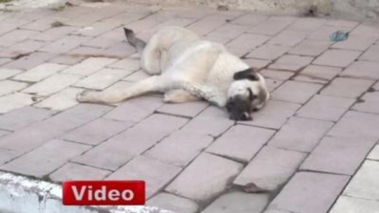 Köpekleri Zehirleyip Çöp Arabasında Presliyorlar