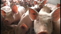 100% Sarthe et les Porcs Fermiers de la Sarthe (2/2)