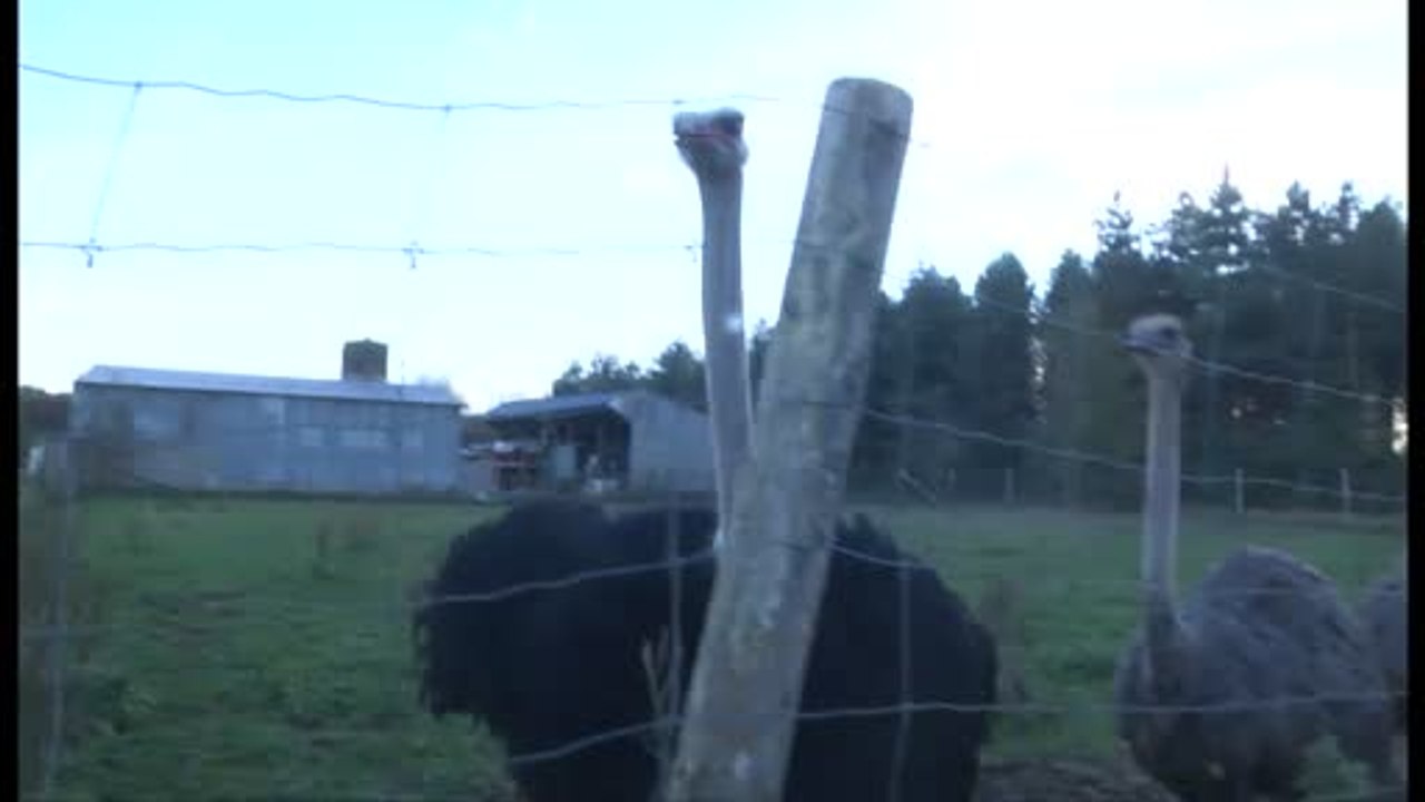 100% Sarthe dans la Vallée des Autruches (1/2)