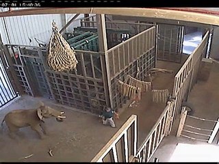 Dunya News-Baby elephant attacks zookeeper