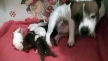 5ème vidéo de chiot staffie de la 18ème portée de Staffordland
