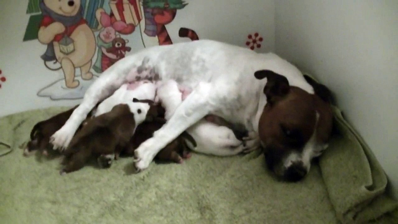 6ème vidéo de chiot staffie de la 18ème portée de Staffordland