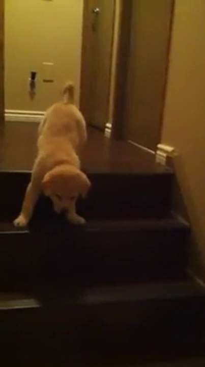 Un chien apprend à  un chiot à descendre les escaliers