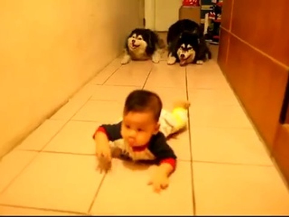 Deux chiens imitent un bébé qui se déplace