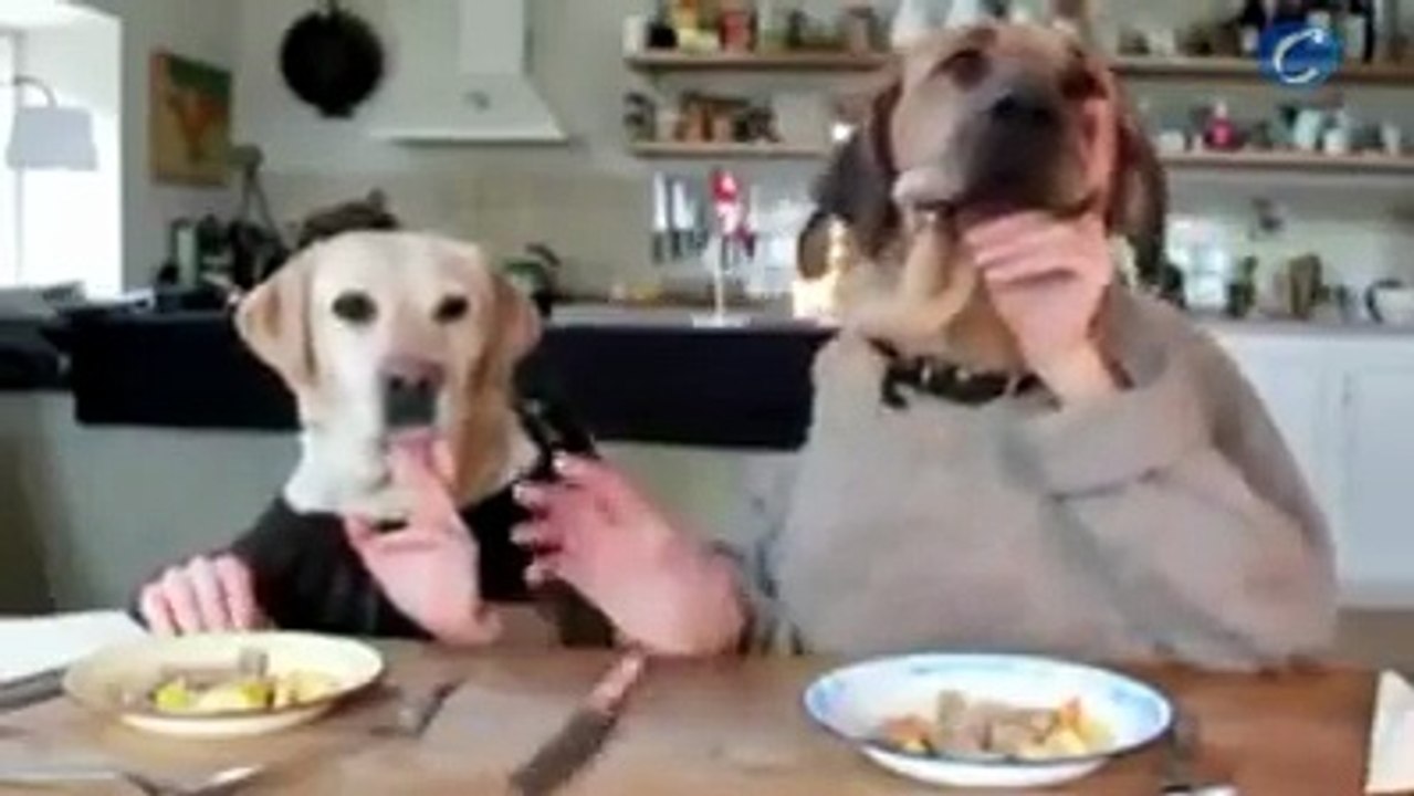 Quand deux chiens sont invités à table