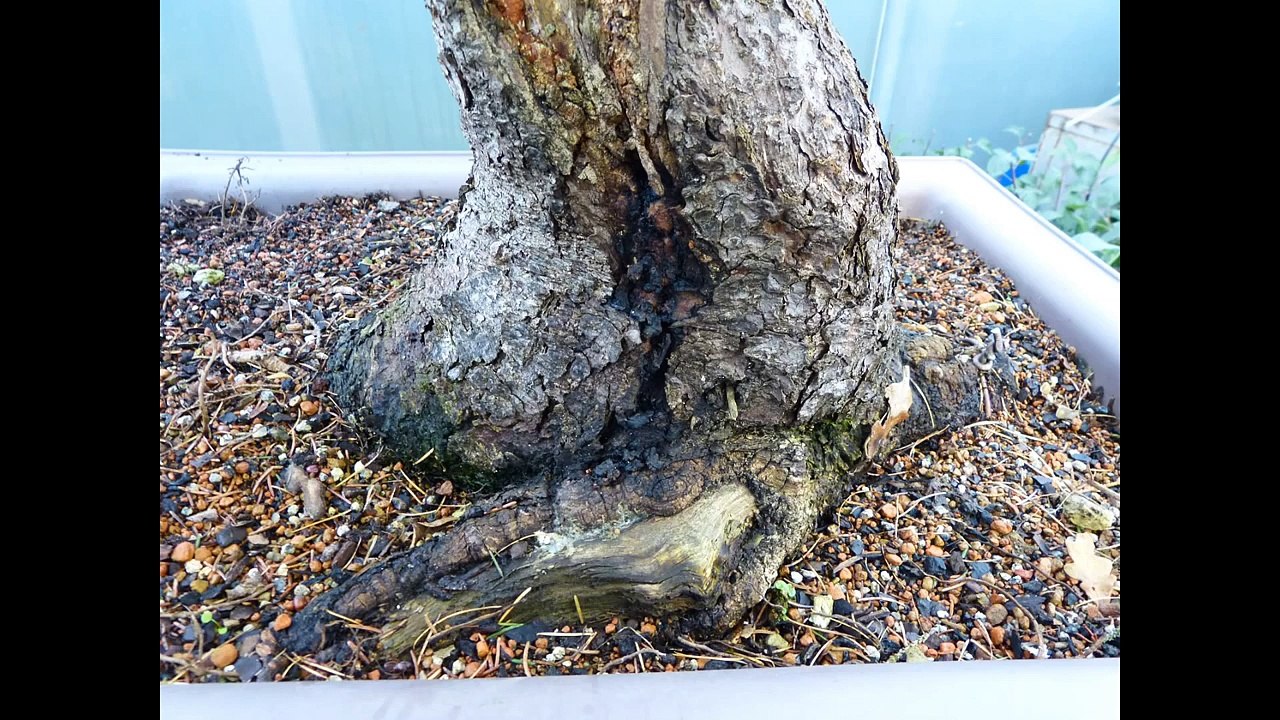 Graham Potter Advanced Bonsai Styling