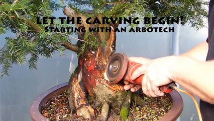 THE 'Ugly Tree' Becomes Beautiful Bonsai