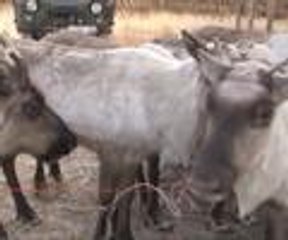 Dukha Türklerinin yeni yıl hediyesi Ren geyiği