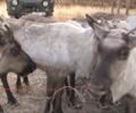 Dukha Türklerinin yeni yıl hediyesi Ren geyiği