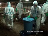 Эпидемия птичьего гриппа вспыхнула в Японии