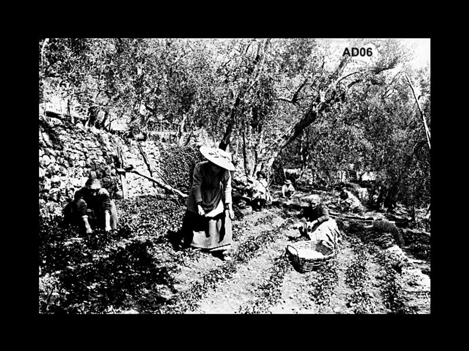 Témoignage partie 2 –  Renée Pugi, présidente de la coopérative agricole Le Nérolium à Vallauris  – Corpus ‘’MIP -Grasse’’