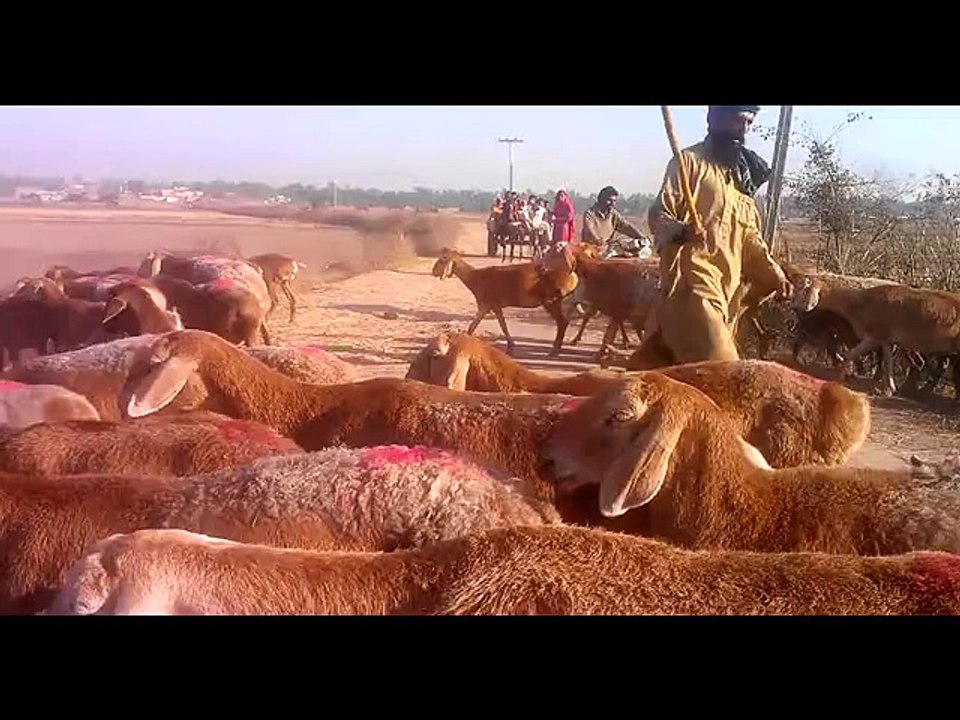 Head Marala Sialkot