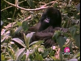 Foreigner - I Don't Want To Live Without You