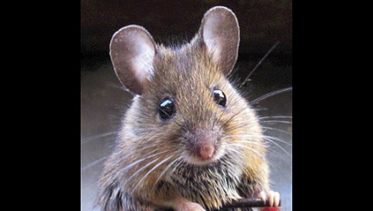 philippounet chante la petite souris