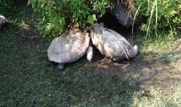 Kaplumbağa, ters duran arkadaşına yardım etti