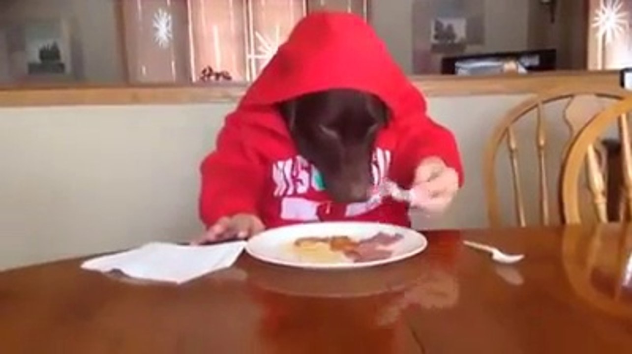dog fun video