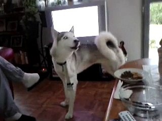 doyuchka qui fait le loup 009