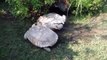 Giant Tortoise Helps Overturned Tortoise Get Back on Feet