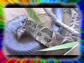 The Battle between Snake vs Python