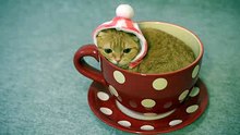 Cute Cat in Teacup