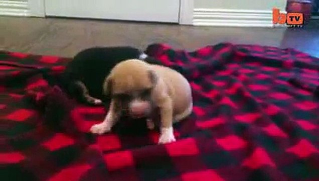 Cute Puppy Shower Rescued Pup Enjoys_Bath_Time