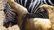 Zebra ve Aslan Mücadelesi - Aslanı Isıran Zebra