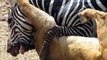 Zebra ve Aslan Mücadelesi - Aslanı Isıran Zebra