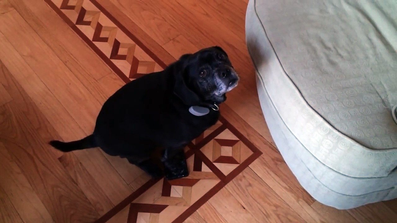 Sirius Black is not exactly living up to his namesake