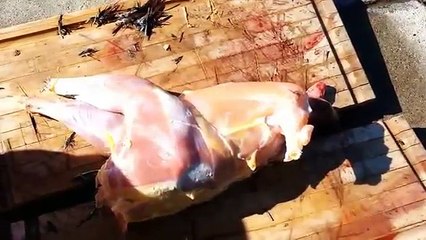Un poulet déplumé fait un drôle de bruit