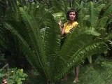 Documentary Films | Ornamental Plants Part II | English Documentary Films
