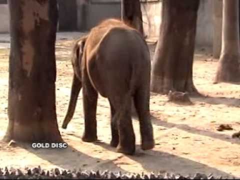 Bengali Cartoon Song | Baagher Ekjon Mashi | Bangla Chora Gaan