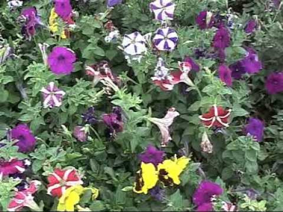 Bengali Love Song | Phool Phote Bagane | Latest Bangla Romantic Song