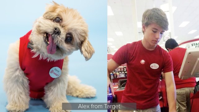 Marnie the Dog Recreates 2014's Top Viral Moments