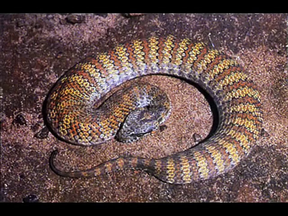 Top the most dangerous snake in nature