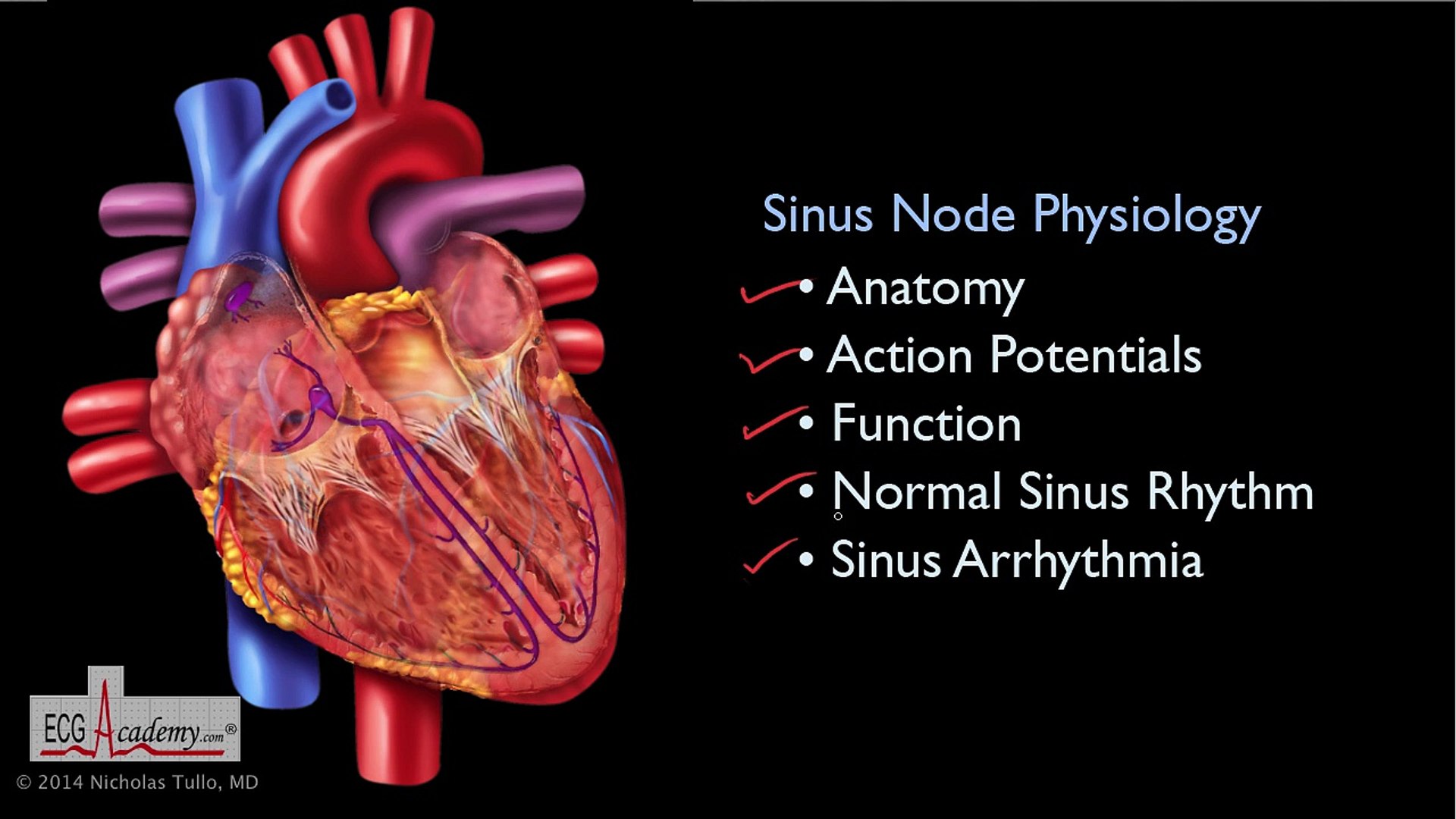 ⁣1. Sinus node physiology