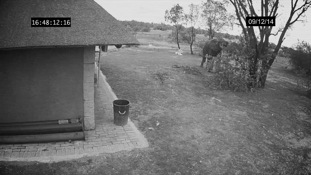 Un éléphant ramasse les ordures