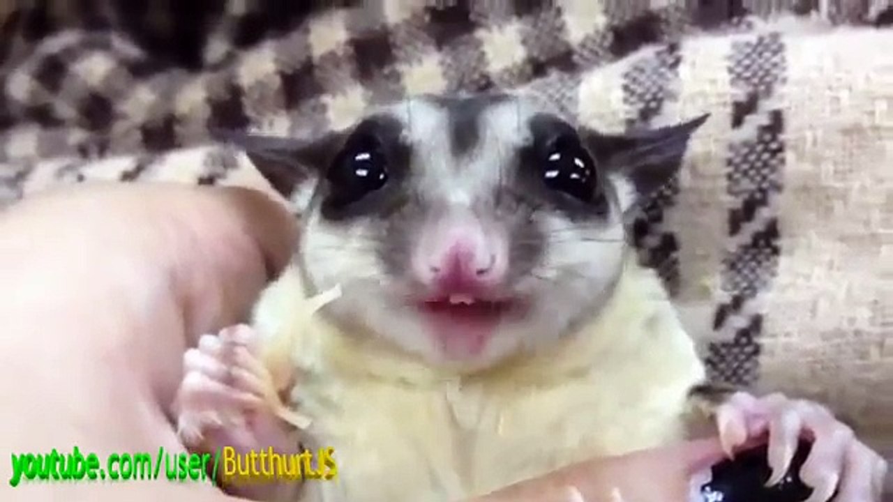 little funny animal