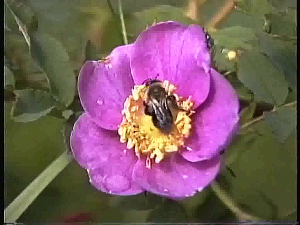 Bella Coola Natural History: Deer, Black Bear, Grizzly Bear