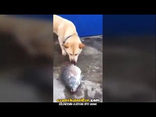 Susuz Kalan Balığın Yaşaması İçin Uğraşan Köpek