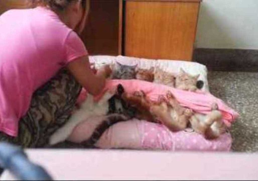 Viral Cats Enjoy a Duvet Day