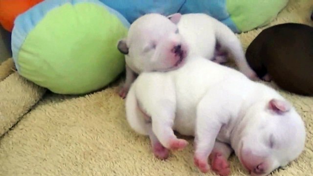 11ème vidéo de chiot staffie n°4 - Femelle de la 18ème portée de Staffordland