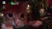 Cats hate Christmas Trees - Hilarious angry cats compilation