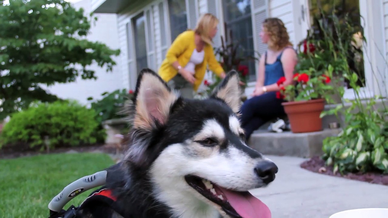 Un chien handicapé sauvé par la technologie d'impression 3D et ses Prothèses de pattes avant!