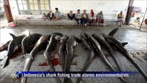 Uphill battle to tackle Indonesian shark fishing