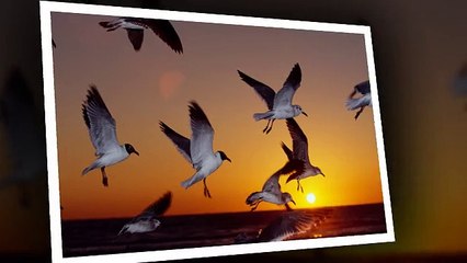 Pest Control Companies Phoenix AZ