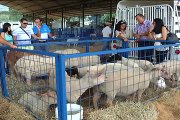 15 de diciembre de 2014 Feria Ovina y Caprina Venezuela parte 1