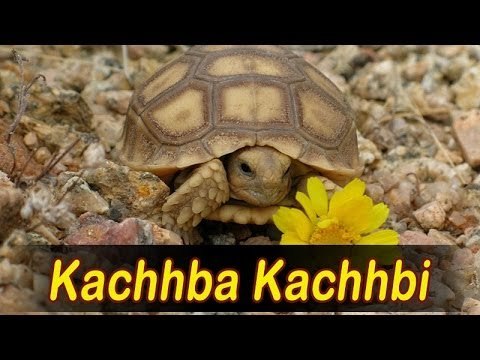 Rajasthani New Bhajan | Udata Pakheru Vivah | Kachba Kachbi | Prakash Mali | Rajasthani Songs